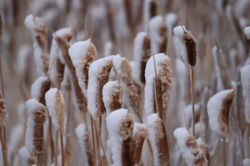 cattails in snow