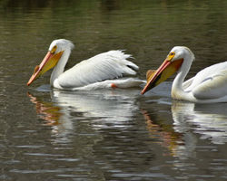 pelicans