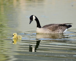 2026 goose and goslings E