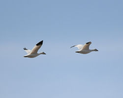 2023 snowgeese in flight G