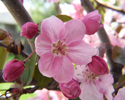 flowering tree 2025 F