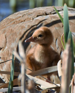 sandhill crane and colt O