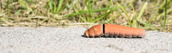 two-tailed swallowtail caterpillar B