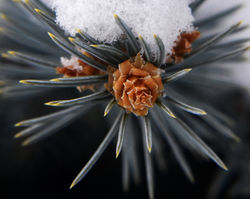 spruce and snow B