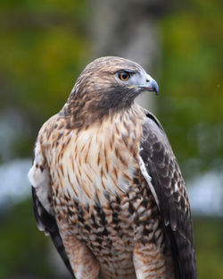 red tail hawk