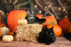 Cosmos and Oliver Halloween 2024 C