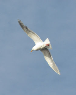 seagull J