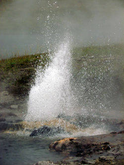 Yellowstone F