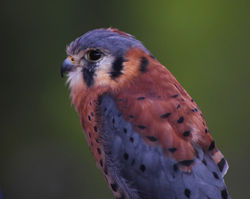 kestral