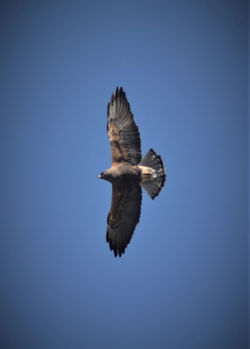 Swainson's hawk D