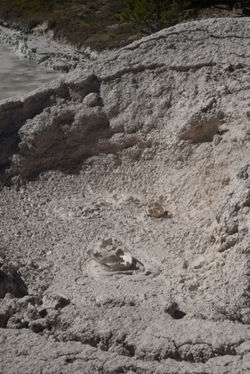 Mudpots C