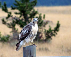 new fledged red tail hawk B