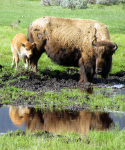 Bison and calf