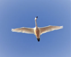 swan flying
