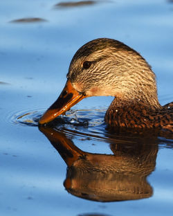 mallard duck A
