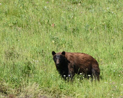 cinnamon black bear B
