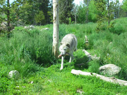 wolf and trout