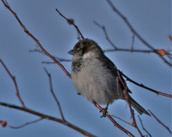 house sparrows O