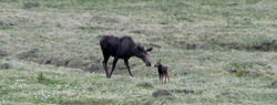 moose and calf D