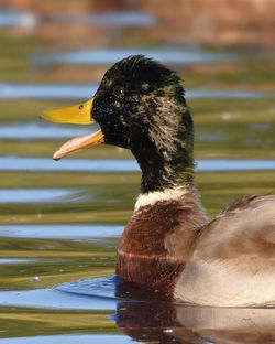 mallard drake