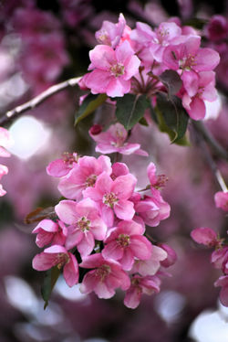 flowering tree 2025 J