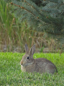 rabbit