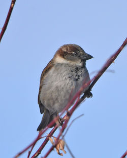house sparrows U