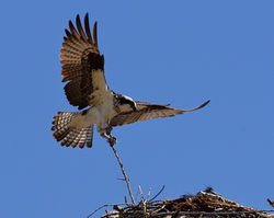 osprey with stick B