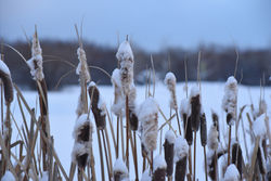 cattails in snow
