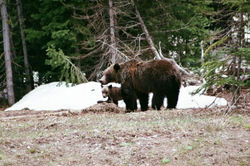 grizzly and cub