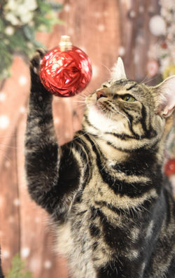 Oliver and ornament