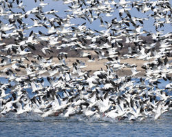 snowgoose migration 2024 D