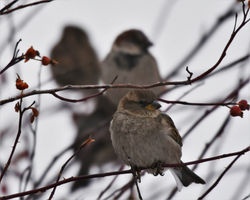 house sparrows B