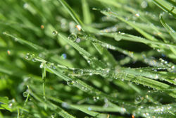 dew drops on grass