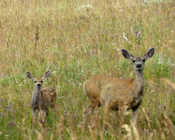 mule deer and fawn