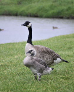 goose and gosling C
