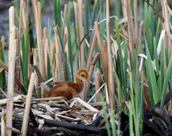 sandhill crane colt B