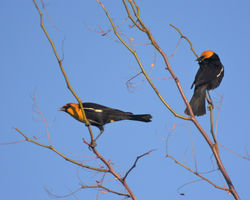 YH blackbird