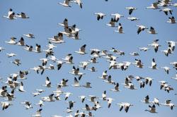 2023 snowgeese en masse C