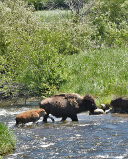 bison and calf fording