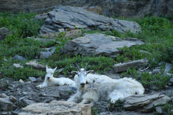 mountain goats 2