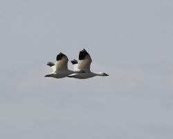 2023 snowgeese in flight D