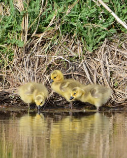 2026 goslings H