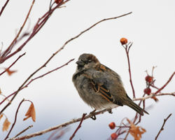house sparrows G
