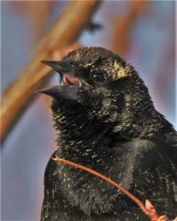 red winged blackbird D