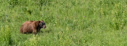 cinnamon black bear C