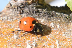 ladybug