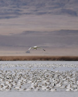 snowgoose landing