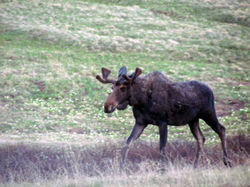 bull moose C