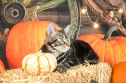 Oliver on strawbale